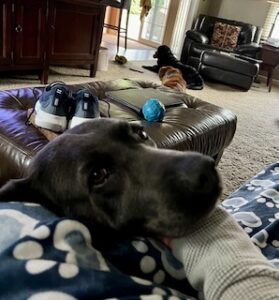 Silver Labrador Retriever