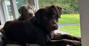 Silver Labrador Retriever & Chocolate Labrador Retriever