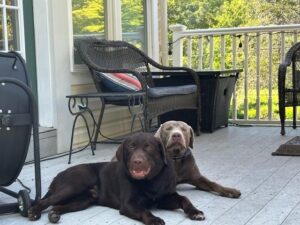 Silver Labrador Retriever & Chocolate Labrador Retriever