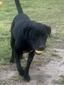 Black Labrador Retriever Mix