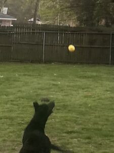 Black Labrador Retriever Mix