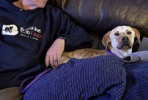 Yellow Labrador Mix