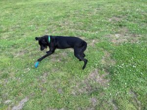 Black Labrador Mix
