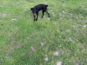 Black Labrador Mix