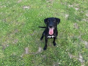 Black Labrador Mix