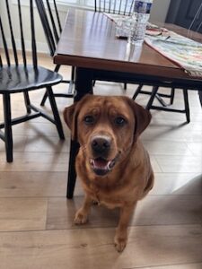 Yellow Labrador Retriever