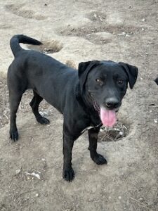 Black Labrador Mix
