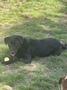 Black Labrador Retriever Mix