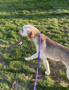 Yellow Labrador Mix