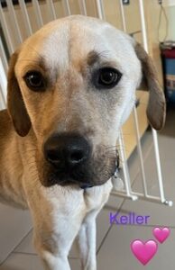 Yellow Labrador Mix