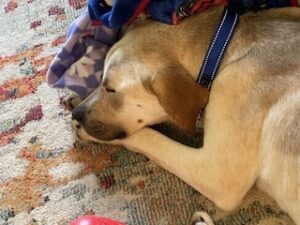 Yellow Labrador Mix