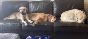 Yellow Labrador Mix
