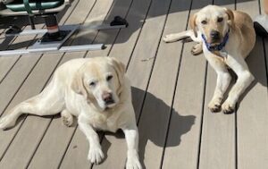 Yellow Labrador Mix