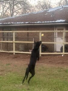 Black Labrador Retriever Mix