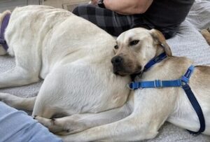 Yellow Labrador Mix