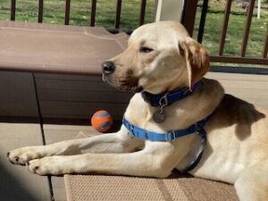 Yellow Labrador Mix