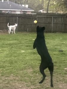 Black Labrador Retriever Mix