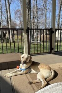 Yellow Labrador Mix