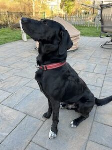 Black Labrador Mix
