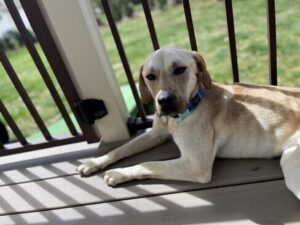 Yellow Labrador Retriever Mix