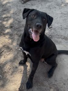 Black Labrador Retriever Mix