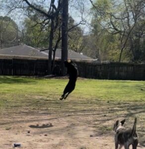 Black Labrador Retriever Mix