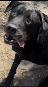 Black Labrador Retriever Mix