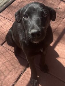 Labrador/GS Mix