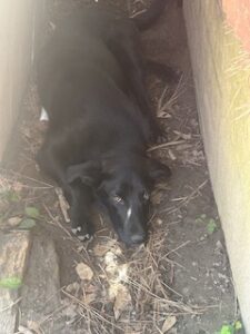Labrador/GS Mix