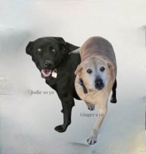 Black Labrador & Yellow Labrador