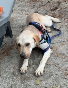 Yellow Labrador Retriever Mix