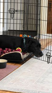 Black Labrador mix