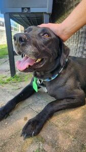 black lab mix