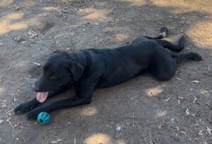black Labrador Retriever Mix