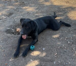 black Labrador Retriever Mix