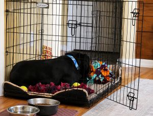 Black Labrador mix