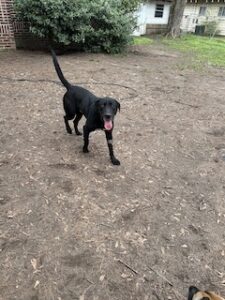 Black Labrador Retriever Mix