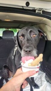 lab mix