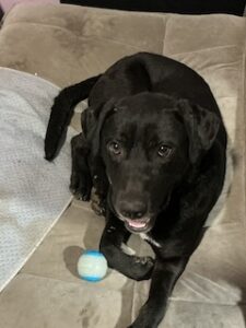 Black Labrador Mix