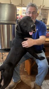 black Labrador Retriever Mix
