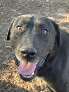 black Labrador Retriever Mix