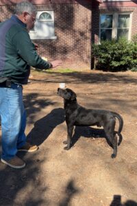 black Labrador Retriever Mix