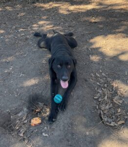 black Labrador Retriever Mix