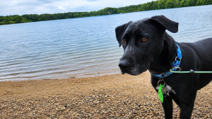 black lab mix