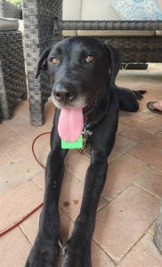 black lab mix