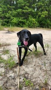 lab mix