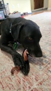 black lab mix