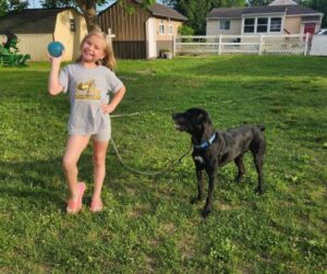 black labrador retriever mix