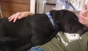 Black Labrador mix