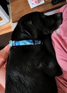 black labrador retriever mix